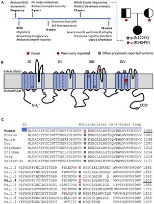 Case report: Novel SCN4A variant associated with a severe congenital myasthenic syndrome/myopathy phenotype